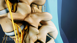Medical Illustrated closeup view of nerves and vertebrae in the back