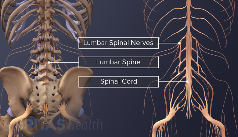 The spinal nerves, spinal cord, and bones of the upper back, lower back, and pelvis.