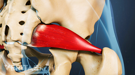 Profile view of piriformis muscle in the hip joint.