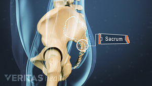 Profile view of the sacrum above the tailbone
